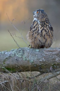 Eurasian eagle-owl (Bubo bubo)