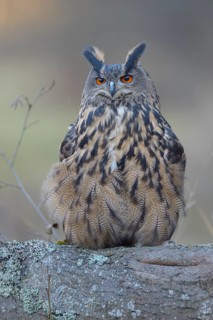 Eurasian eagle-owl (Bubo bubo)