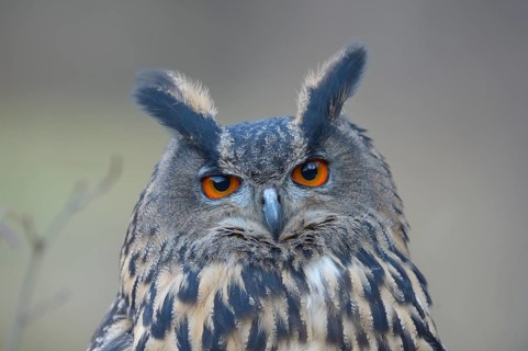 Eurasian eagle-owl (Bubo bubo)