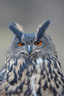 Eurasian eagle-owl (Bubo bubo)