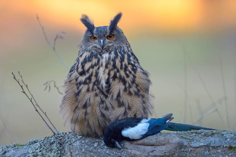 Eurasian eagle-owl (Bubo bubo)