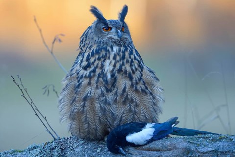 Eurasian eagle-owl (Bubo bubo)