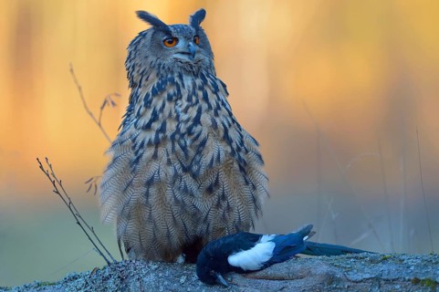 Eurasian eagle-owl (Bubo bubo)