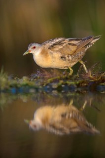 Little Crake (Porzana parva)