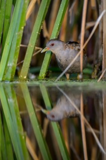 Little Crake (Porzana parva)