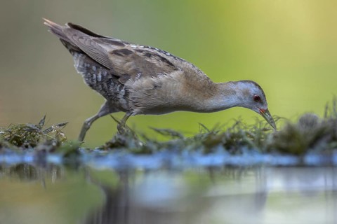 Little Crake (Porzana parva)
