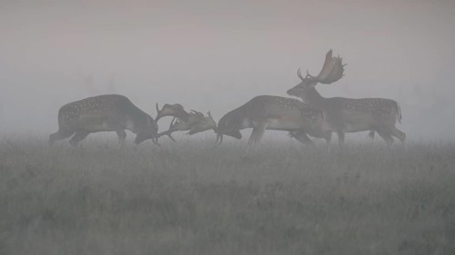 Fallow deer (Dama dama)
