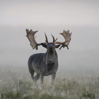 Fallow deer (Dama dama)