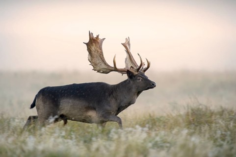Fallow deer (Dama dama)