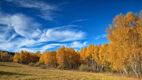 Birches (Betula) in autumn