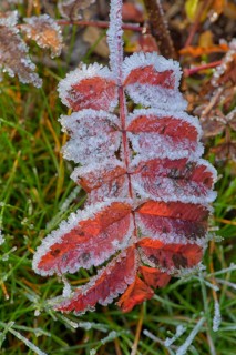 Rowan leaf (Sorbus aucuparia)
