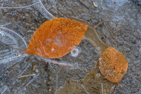 Birches leaves in a frozen puddle