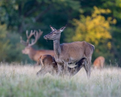Red deer (Cervus elaphus)