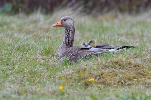 Greylag goose (Anser anser) with chicks