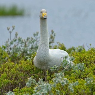 Whooper swan (Cygnus cygnus)
