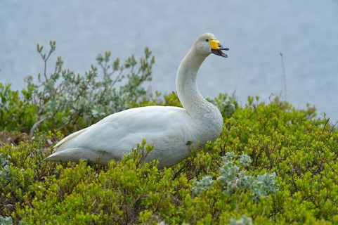 Whooper swan (Cygnus cygnus)