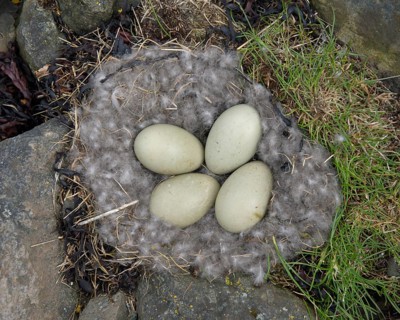 Eggs of Common Eider (Somateria mollissima) in nest with eiderdown