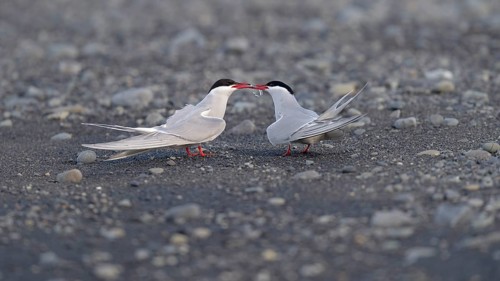 Arctic Arctic Tern (SArctic Terna paradisaea)