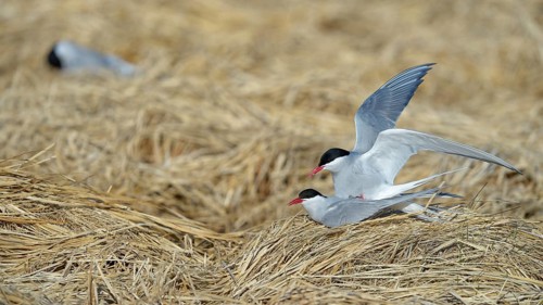 Arctic Arctic Tern (SArctic Terna paradisaea)