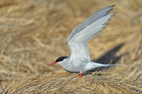 Arctic Arctic Tern (SArctic Terna paradisaea)