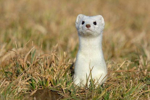 Stoat (Mustela erminea) in winter coat