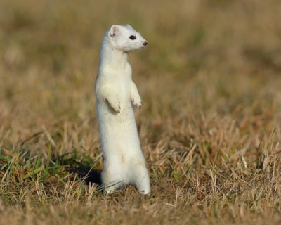 Stoat (Mustela erminea) in winter coat