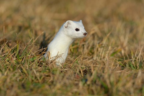 Stoat (Mustela erminea) in winter coat