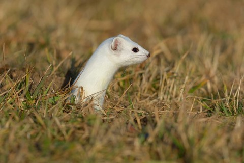 Stoat (Mustela erminea) in winter coat