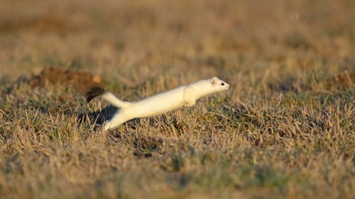 Stoat (Mustela erminea) in winter coat