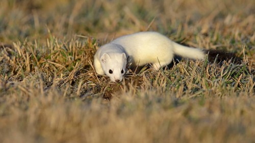 Stoat (Mustela erminea) in winter coat