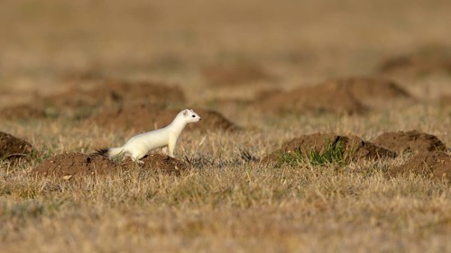 Stoat (Mustela erminea) in winter coat