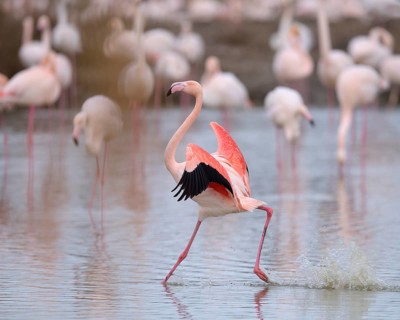 Greater flamingo (Phoenicopterus roseus)