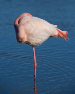 Greater flamingo (Phoenicopterus roseus) standing on one leg in water