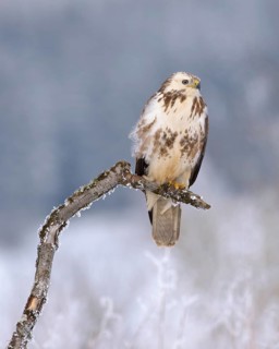 Common buzzard (Buteo buteo)