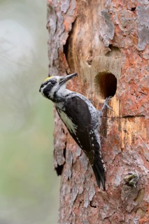 Three-toed woodpecker (Picoides tridactylus)