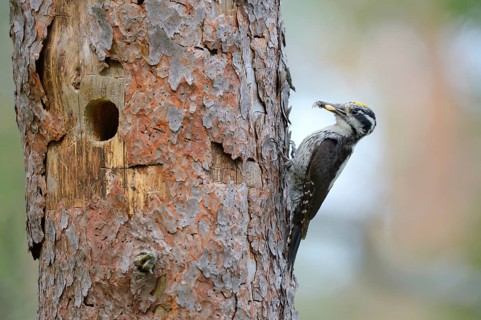 Three-toed woodpecker (Picoides tridactylus)