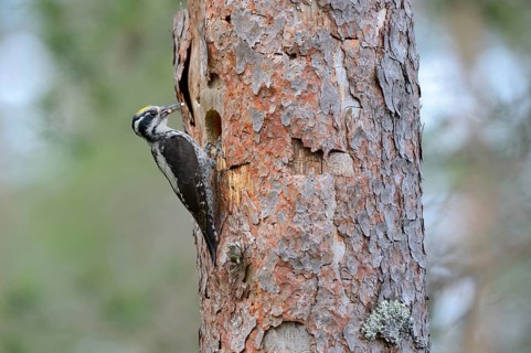 Three-toed woodpecker (Picoides tridactylus)
