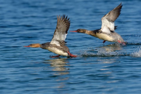 Red-breasted merganser (Mergus serrator) breeding pair taking flight
