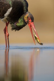 Black stork (Ciconia nigra)