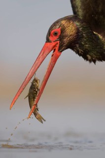 Black stork (Ciconia nigra)