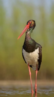 Black stork (Ciconia nigra)