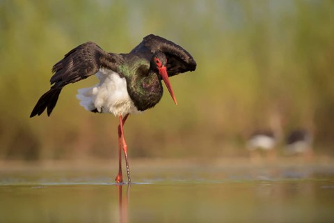 Black stork (Ciconia nigra)