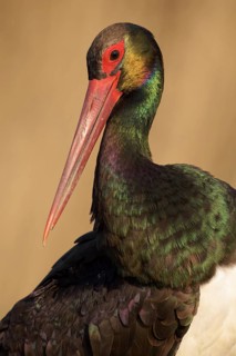 Black stork (Ciconia nigra)