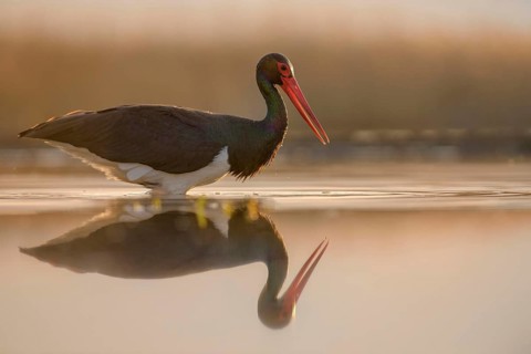 Black stork (Ciconia nigra)