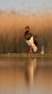 Black stork (Ciconia nigra)