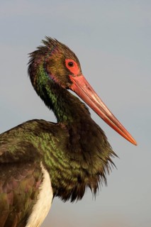 Black stork (Ciconia nigra)