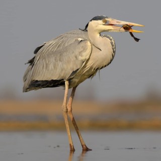 Grey heron (Ardea cinerea) with wels catfish (Silurus glanis) in beak