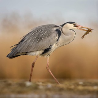 Grey heron (Ardea cinerea) with wels catfish (Silurus glanis) in beak