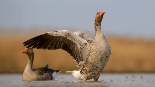 Greylag geese (Anser anser)