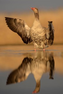 Greylag goose (Anser anser)